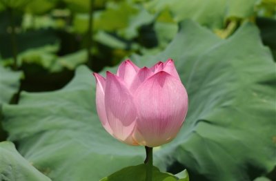 ​女生可爱小清新网名(精选262个)