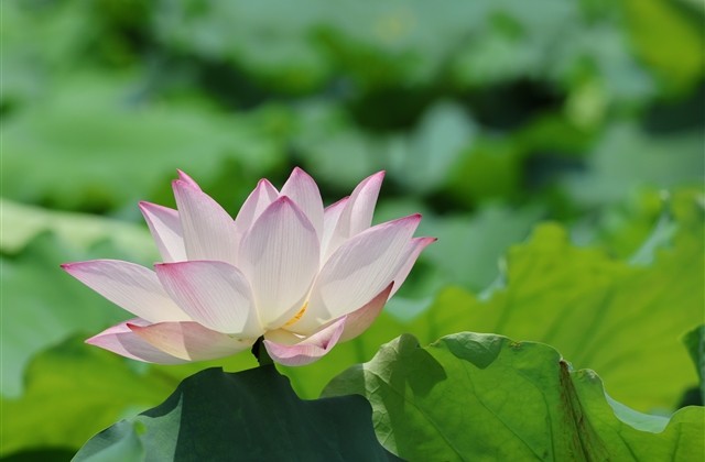 梦幻西游手游特殊名字