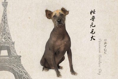 ​来自南美洲各国的代表犬种，你都知道哪些呢？（图/文）