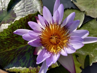 ​7种紫色花，开花很惊艳，人人都喜欢