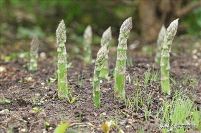 ​春季买芦笋，选白色、绿色还是紫色？菜农：营养差别很大，别选错