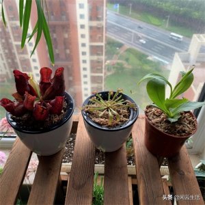 ​有小黑飞怎么办？好养好看的食虫植物来帮忙-好望角茅膏菜简介
