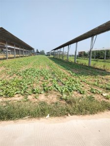 ​这样建光伏对农民伤害太大了