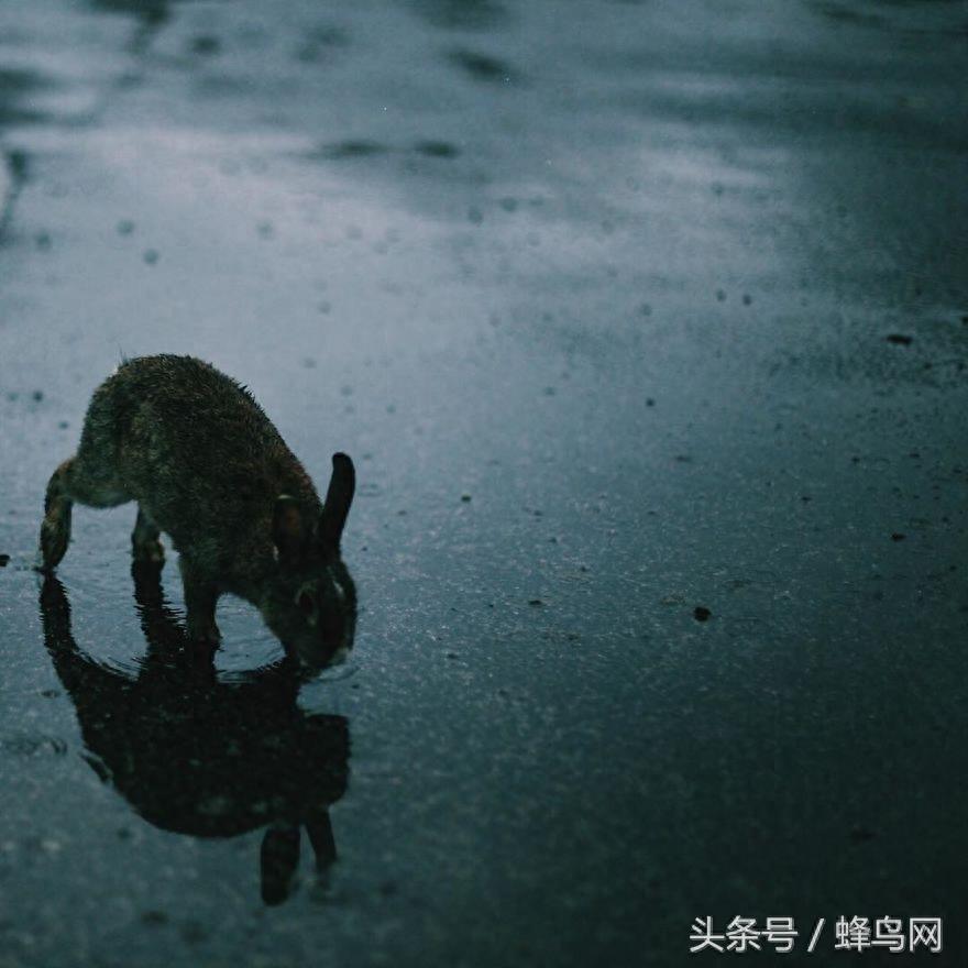 被一群毛茸茸小兔子围绕的幸福感？快去日本的兔子岛看看吧