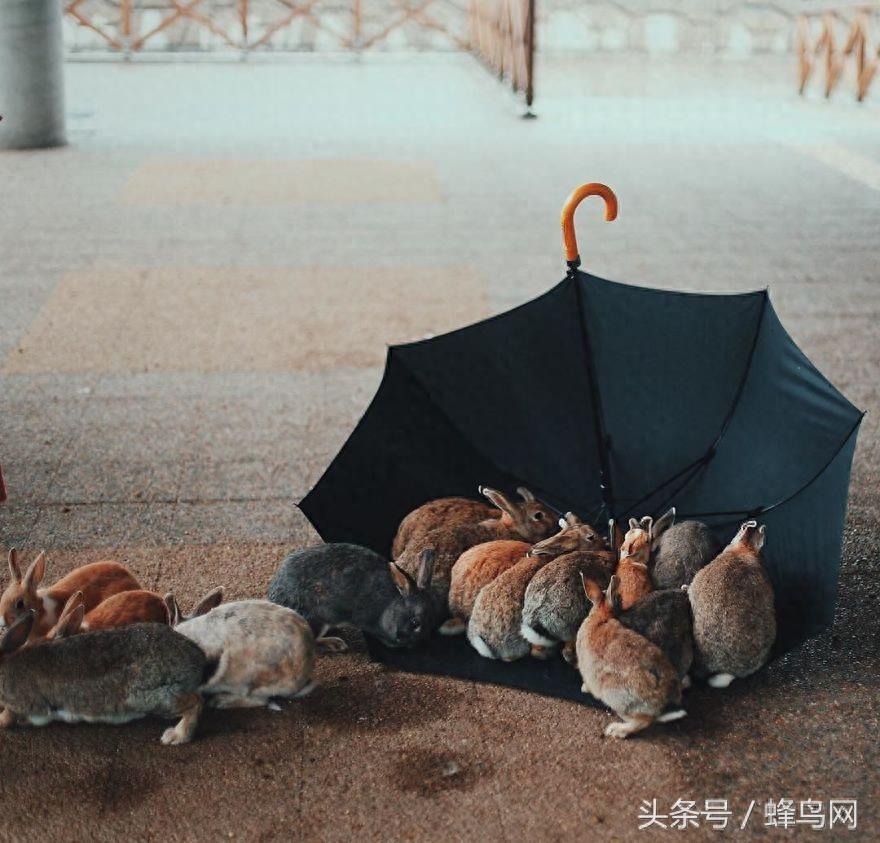 被一群毛茸茸小兔子围绕的幸福感？快去日本的兔子岛看看吧