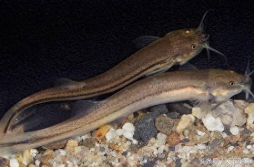 动物界最勤劳10大生物 你想不到会有它吧