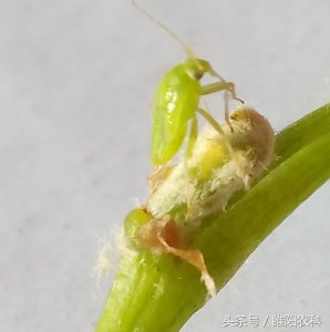 ​绿盲蝽你可千万别小瞧它，可要注意防治
