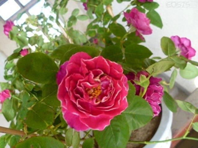 宛如牡丹，好像玫瑰，香水月季之精品：紫袍玉带