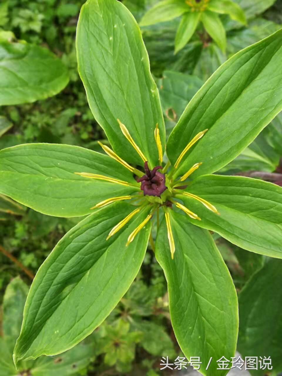 这样的野草是一种蛇药材你千万别认错，不知道你的家乡有没有啊？