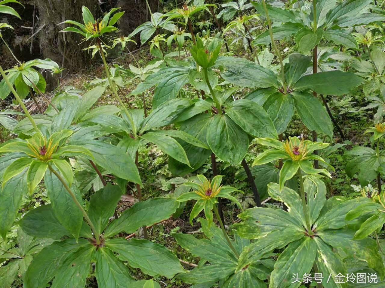 这样的野草是一种蛇药材你千万别认错，不知道你的家乡有没有啊？