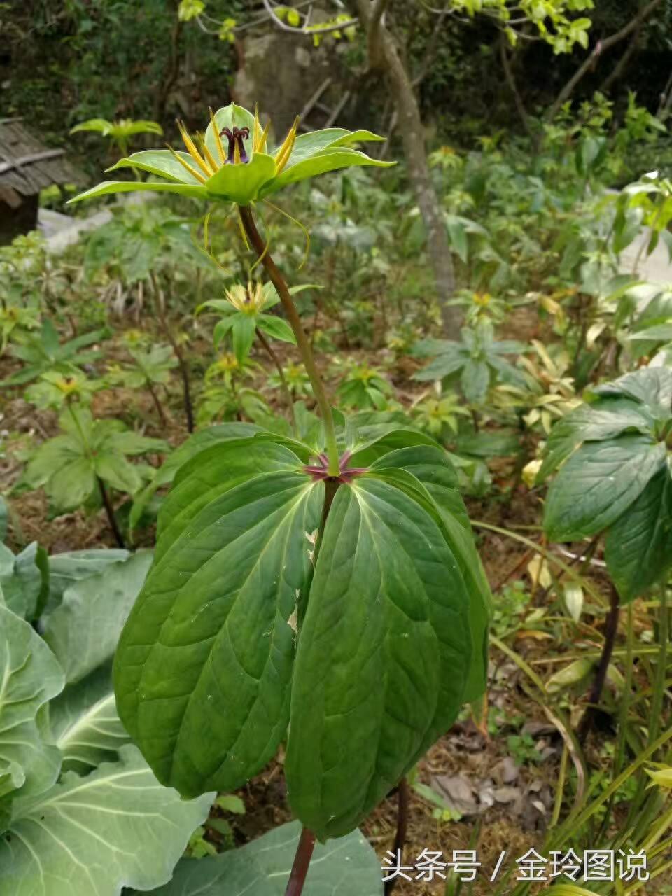 这样的野草是一种蛇药材你千万别认错，不知道你的家乡有没有啊？
