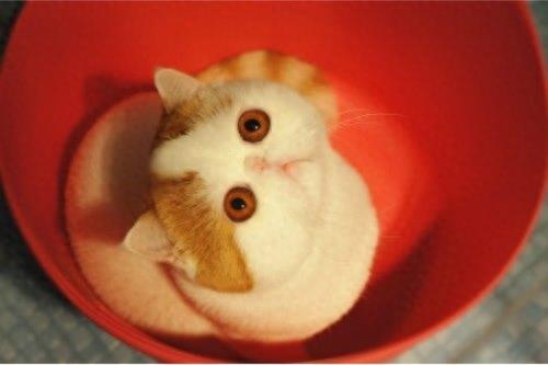 粉丝过万的网络红猫红小胖，大饼脸水滴眼，真是人见人爱花见花开
