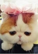 粉丝过万的网络红猫红小胖，大饼脸水滴眼，真是人见人爱花见花开