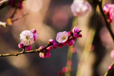 ​你知道农历十二个月的花神分别是谁吗