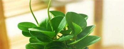 ​豆瓣绿开花吗
