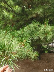 ​常见植物科普：华山松