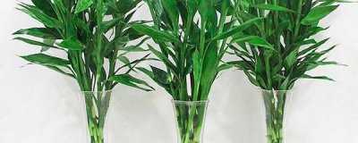 ​水养富贵竹里面可以加啤酒吗