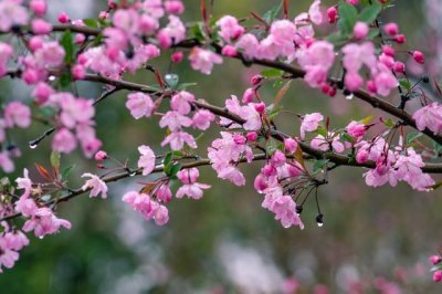 ​“一树梨花压海棠”是在说美景？看了才知古人有多“黄”！