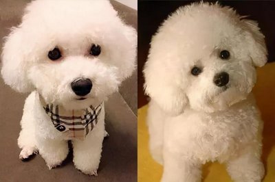 ​比熊犬和泰迪犬的十大区别，教你如何区分比熊和泰迪