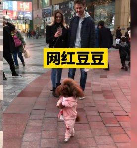 ​泰迪豆豆：狗狗从小爱看“熊出没”，街头直立行走火遍国内外