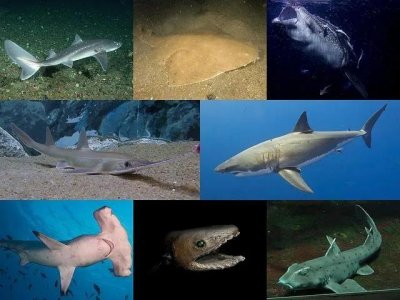 ​危险的海洋动物「被称为世界上最毒海洋生物之一」“箱型水母”