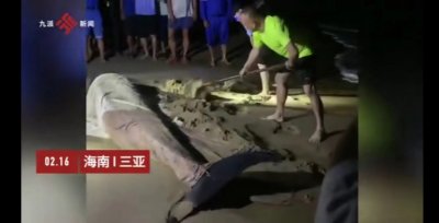 ​＂鲸＂险！搁浅抹香鲸死因令人发指！