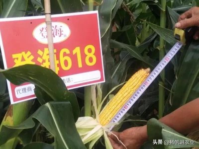​高产玉米品种登海618值得一种，其增产潜力很大，种植好能高产