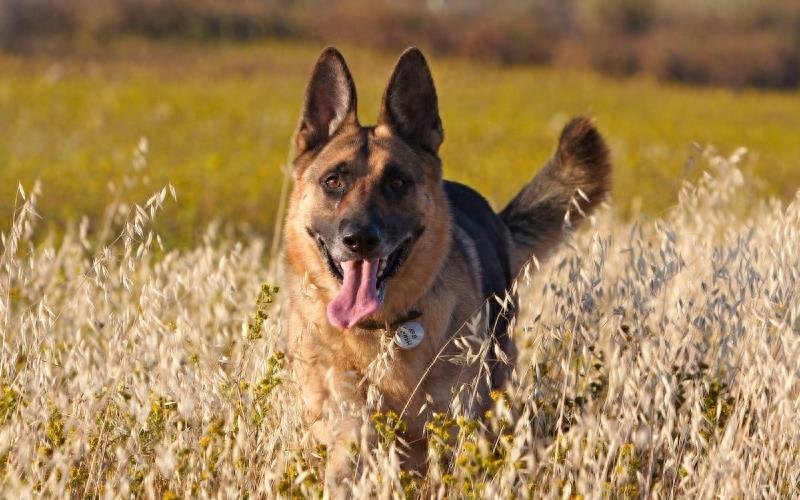 德国黑背：警犬霸主，太帅气