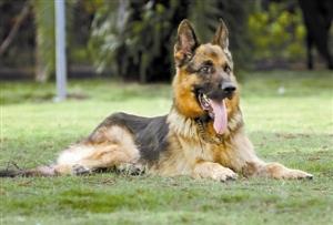 德国黑背：警犬霸主，太帅气