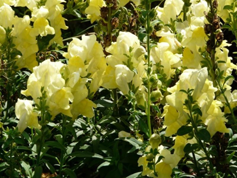 花卉图集：金鱼草