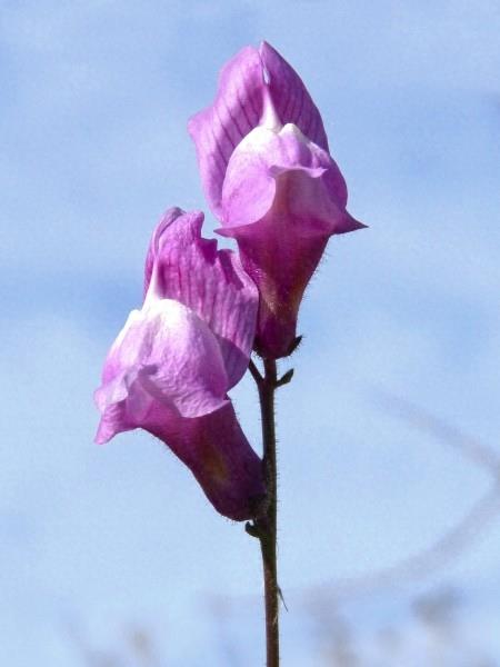 花卉图集：金鱼草