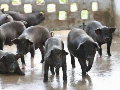 ​我国养猪史近万年，却每年进口万头洋种猪？专家：土猪已濒临灭绝