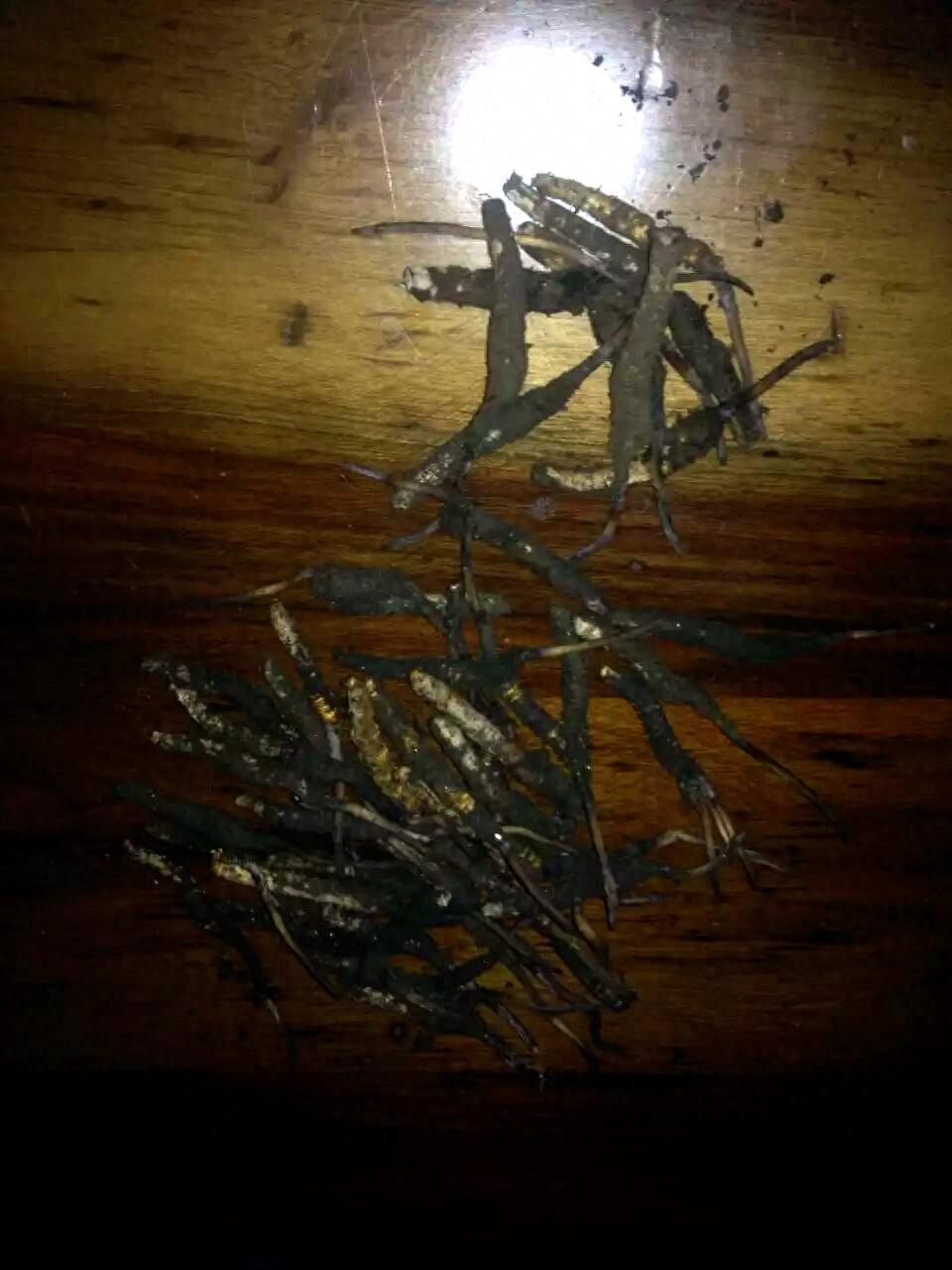 原来野外的冬虫夏草长这样！