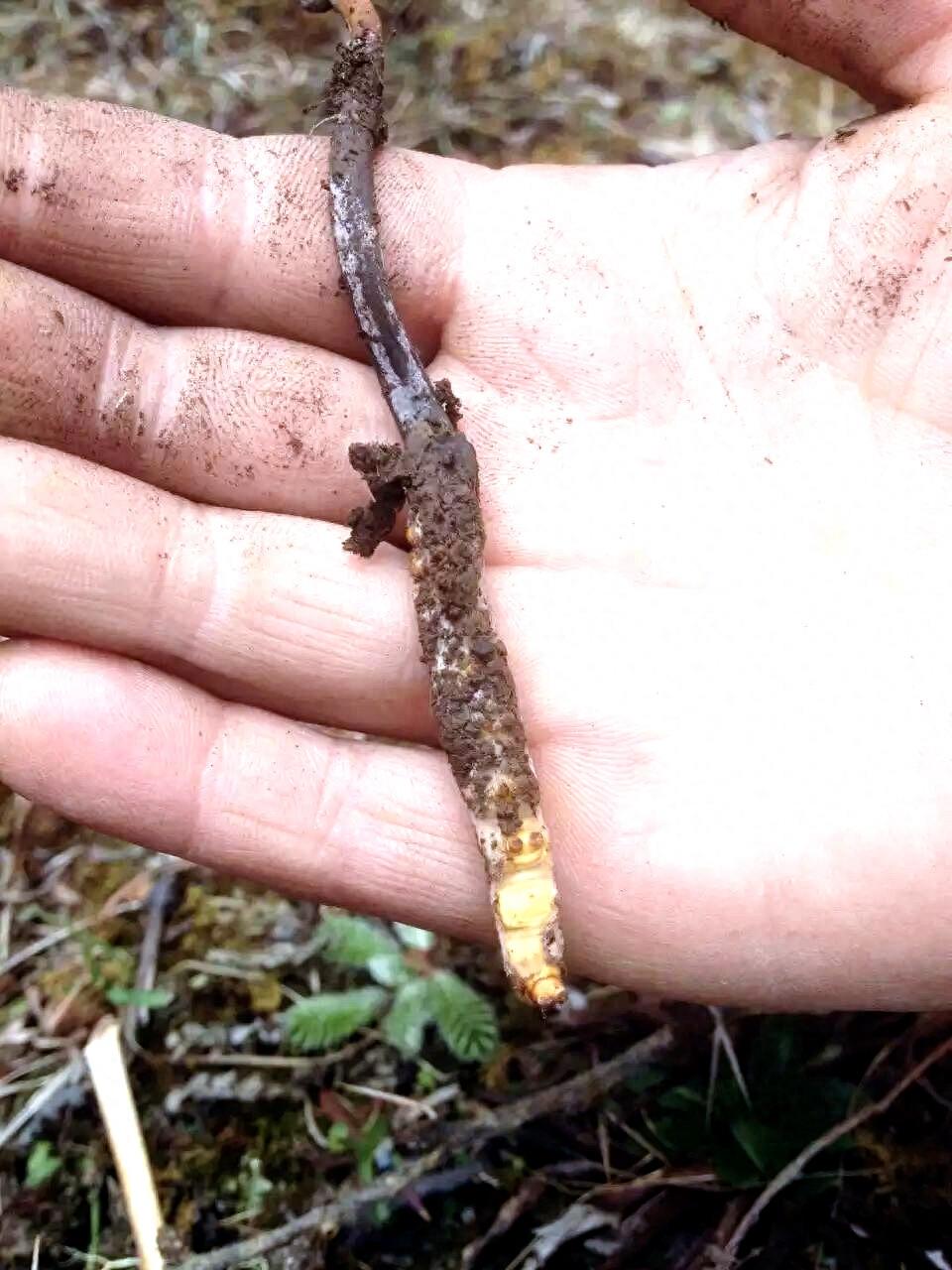 原来野外的冬虫夏草长这样！