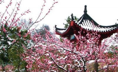 ​湖北各市市花，武汉梅花，黄石市石榴，襄阳紫薇！