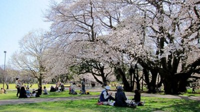 ​2025日本樱花预测最前线：赏樱开花时期、景点总整理