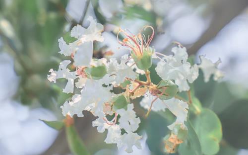节日祝福语高情商句子？