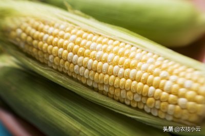 ​玉米纹枯病的发生与防治方法，学到就是赚到，建议收藏