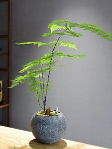 ​养文竹，只用做好“一点”，苍翠茂盛有活力，郁郁葱葱每一年