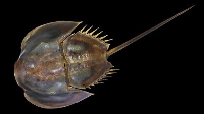 ​存活近5亿年的“蓝血生物”，近年竟开始濒临灭绝？