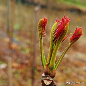 ​香椿保存小妙招：从冷藏到腌制，让你的美味持久留香