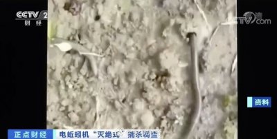 ​蚯蚓遭“灭绝式”捕杀！一公斤干品能卖300元？专家回应
