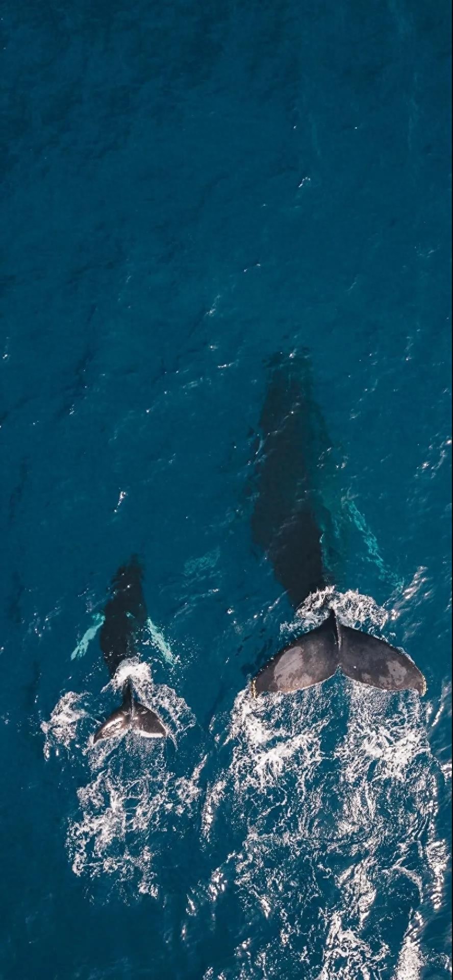 抖音最火潮图壁纸