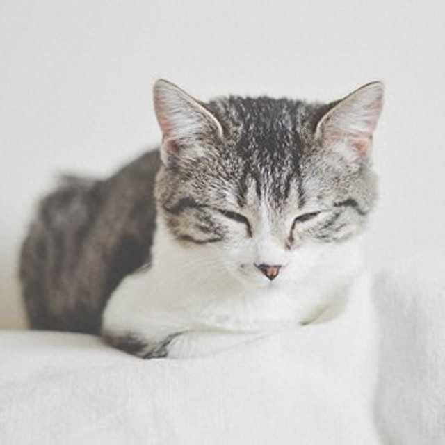 个性猫咪头像，一半高冷一半萌