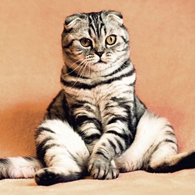 个性猫咪头像，一半高冷一半萌