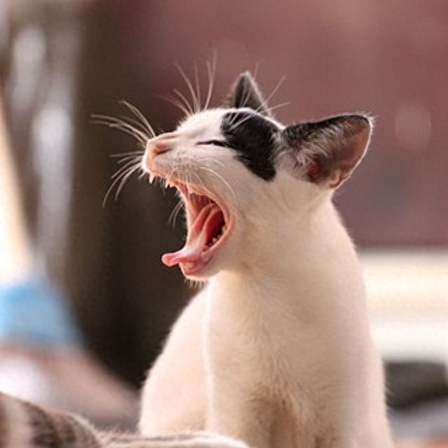 个性猫咪头像，一半高冷一半萌