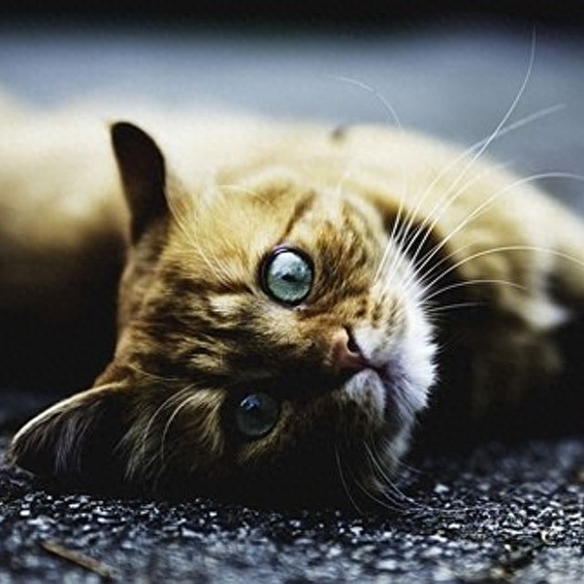 个性猫咪头像，一半高冷一半萌