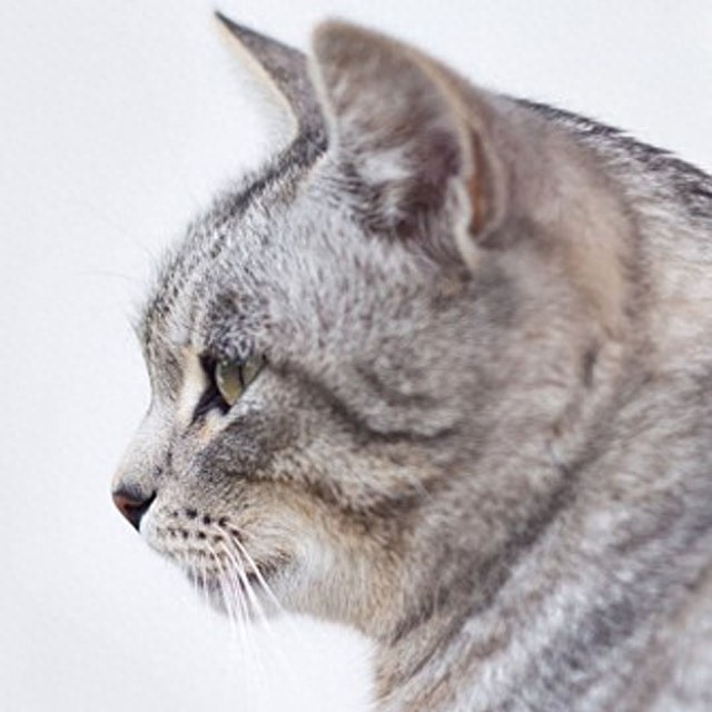 个性猫咪头像，一半高冷一半萌