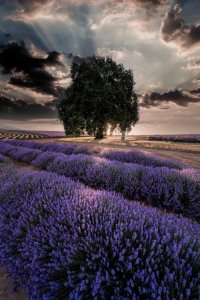 ​飘丝薰衣草庄园