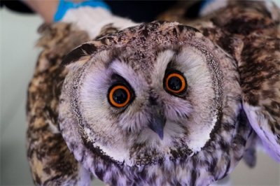 ​移民管理警察救助大眼“萌”禽--长耳鸮